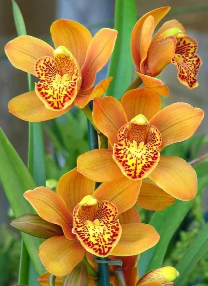 orange mini flower seeds