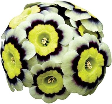 Flower Seeds, Seeds for Planting, Plant Seeds