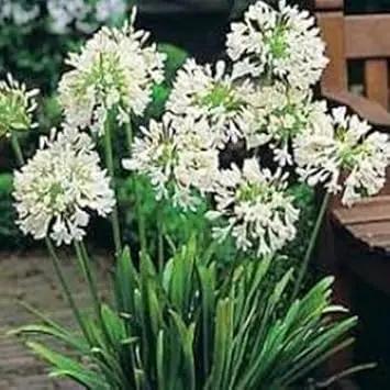 agapanthus plant flower seeds