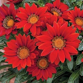 Flower Seeds, Seeds for Planting, Plant Seeds