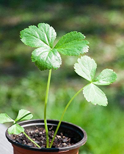 planting seeds online Ashitaba Planting Seeds with Scientific Name Angelica Keiskei, 100 Pcs