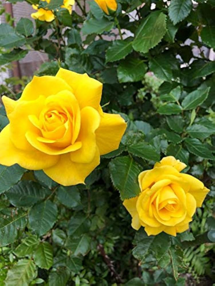 Yellow Home Garden Rose Flower Seeds for Planting - 100 pcs