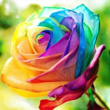 rainbow torch flower seeds