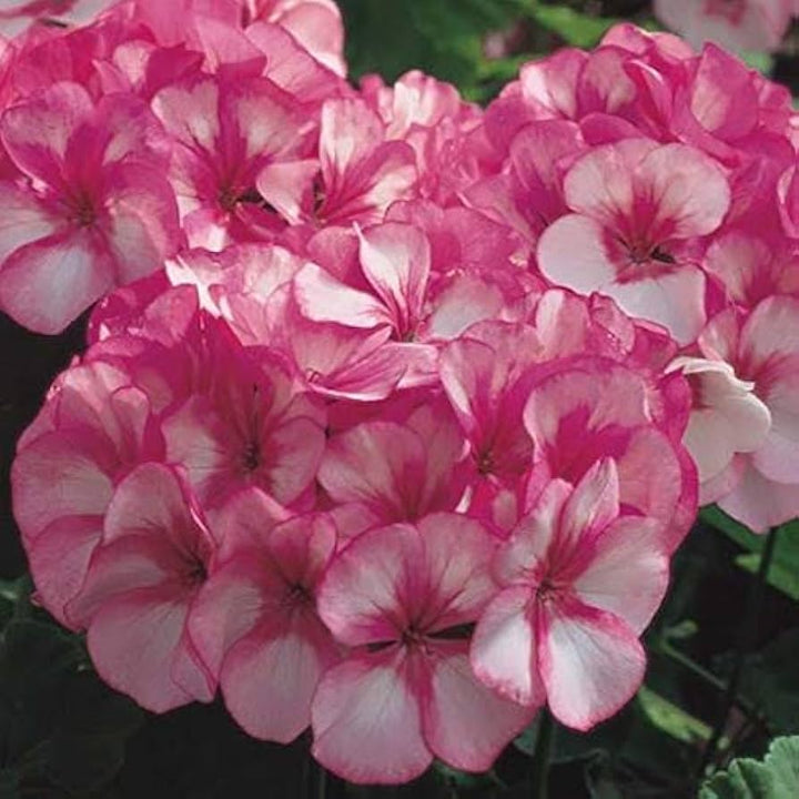 Pink White Geranium Flower Seeds for Planting 100 pcs