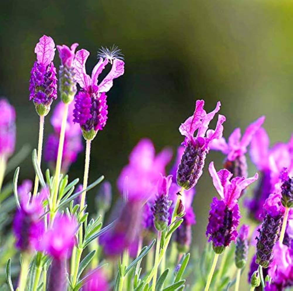 lavender lavandula flower seeds