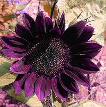 Dark Blue Sunflower Perennial Seeds for Planting