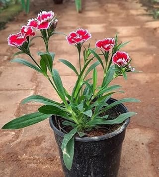 Flower Seeds, Seeds for Planting, Plant Seeds