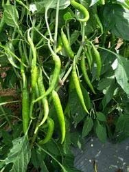 Green Peppers Vegetable Seeds for Planting