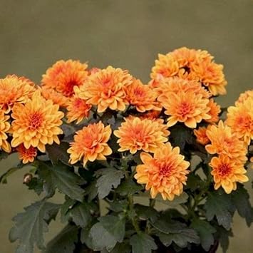 Flower Seeds, Seeds for Planting, Plant Seeds