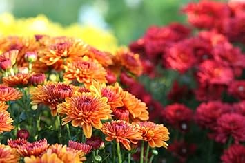 Flower Seeds, Seeds for Planting, Plant Seeds