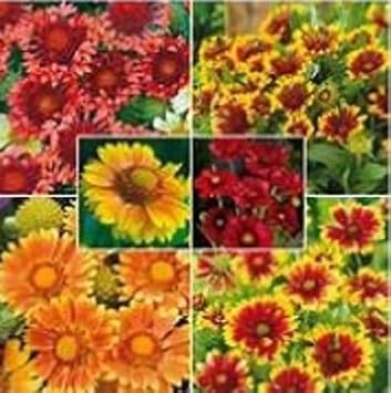 Flower Seeds, Seeds for Planting, Plant Seeds