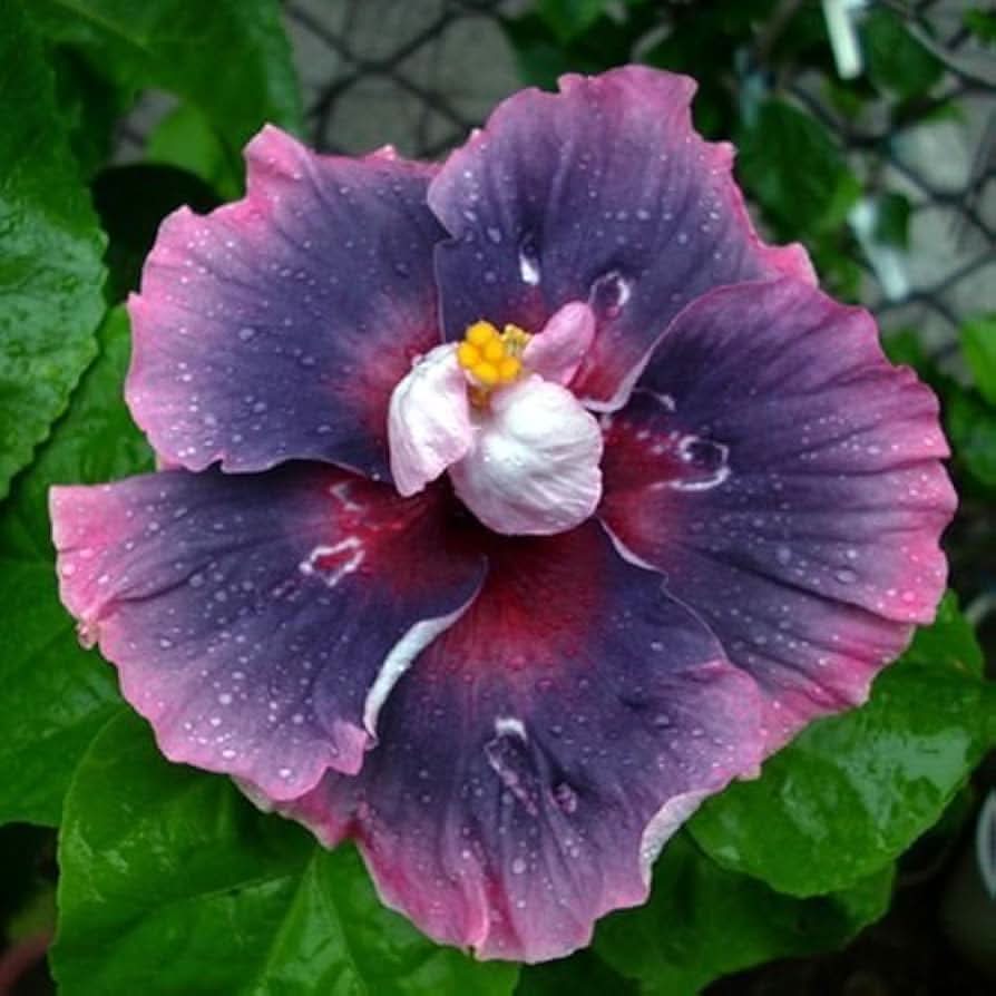 blue pink flower seeds