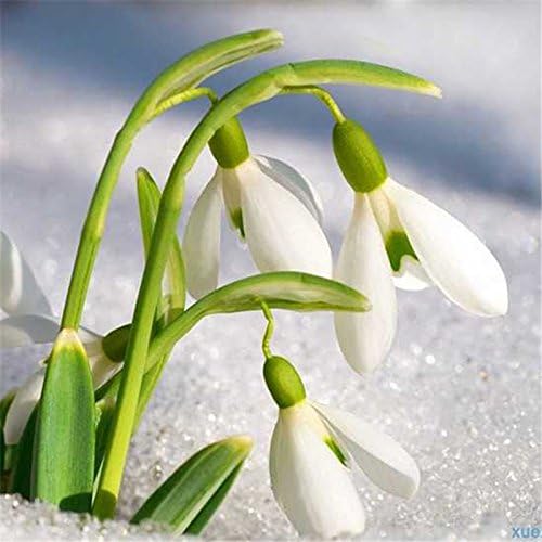 White Galanthus Nivalis Flower Seeds for Planting - 100 pcs