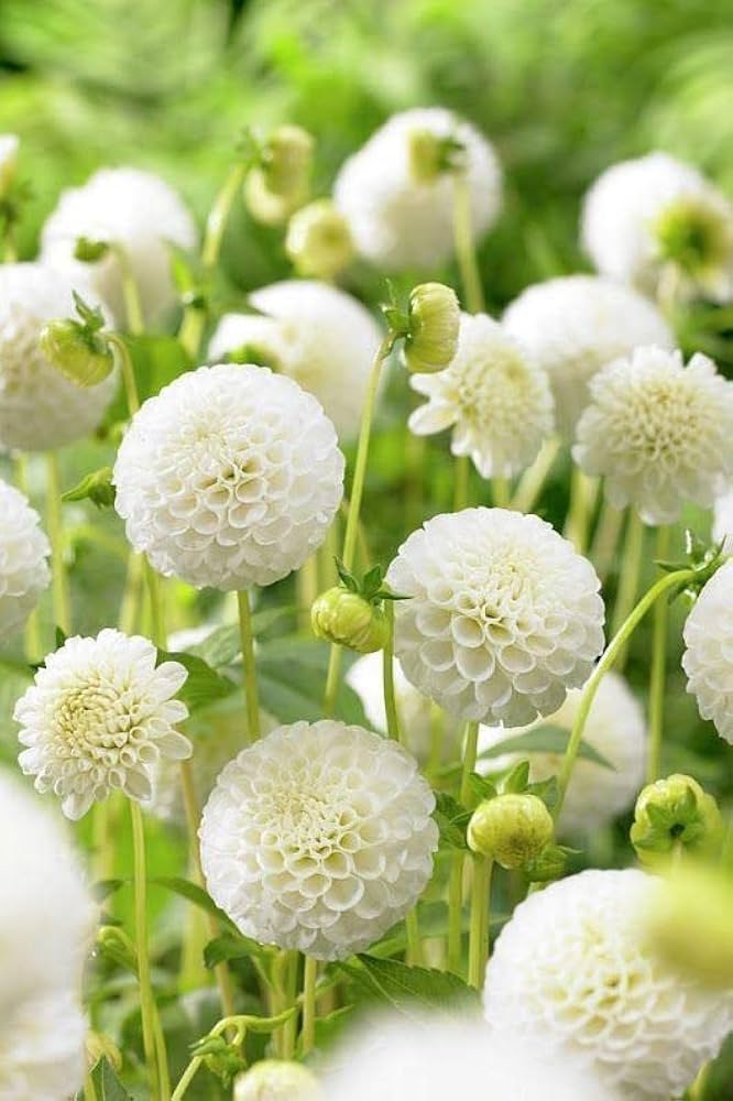 White Green Mixed Dahlia Flower Seeds – Heirloom, Non-GMO, Organic Garden Seeds for Planting, High Germination