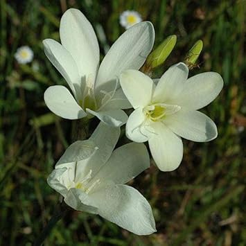 white heirloom flower seeds