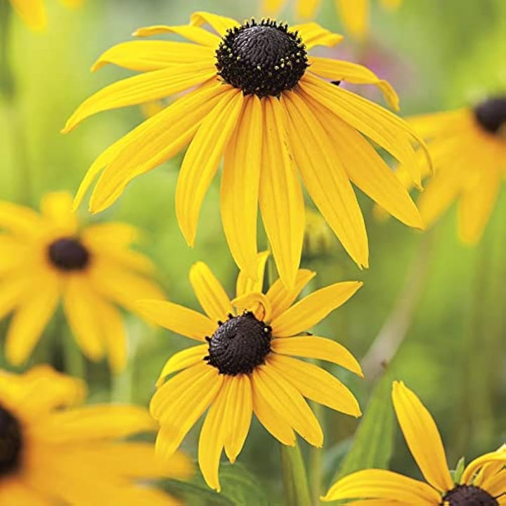 Yellow Goldsturm Flower Seeds for Planting - 100 pcs