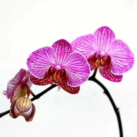 phalaenopsis orchid flower seeds