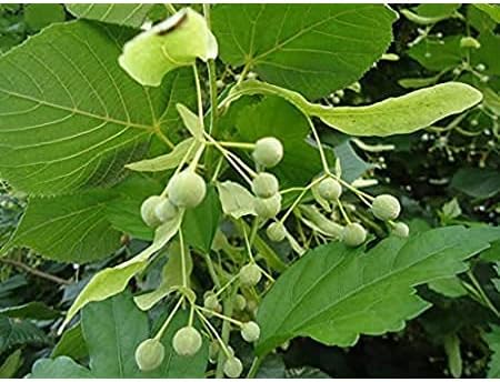 Flower Seeds, Seeds for Planting, Plant Seeds
