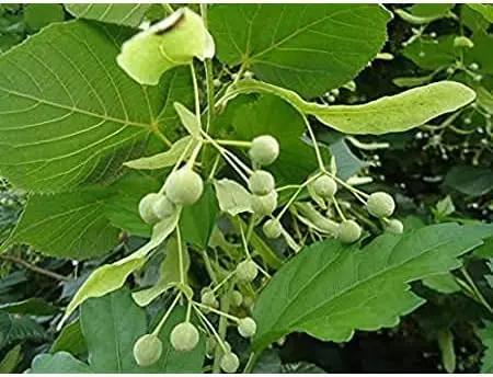 american basswood flower seeds