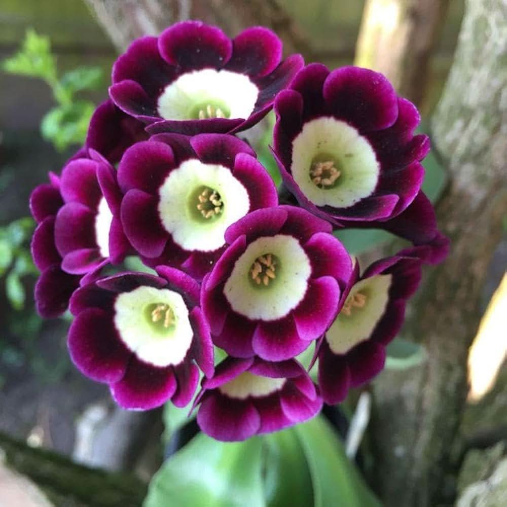 primrose primula flower seeds