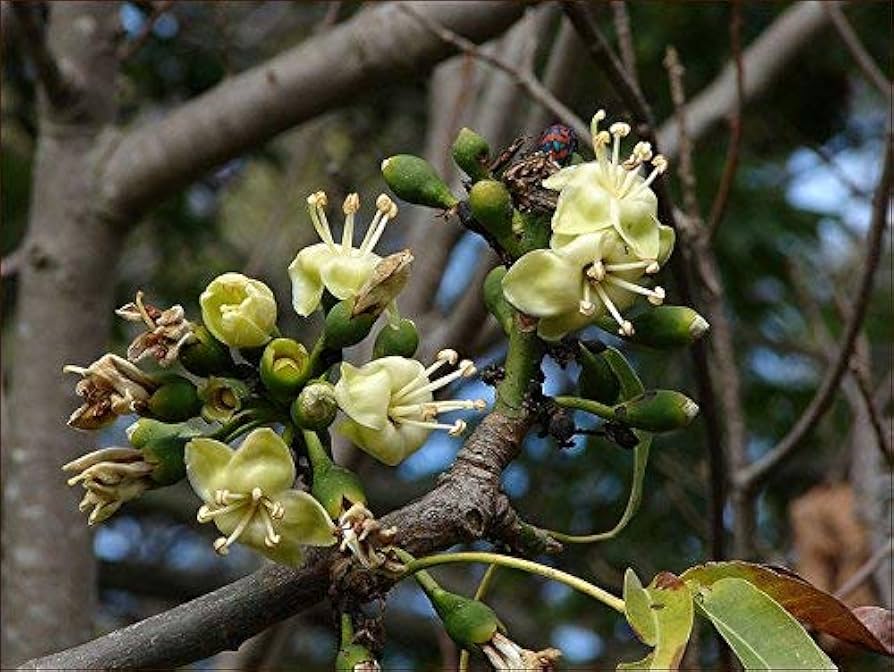 Grønne Ceiba Pentandra blomsterfrø til plantning - 100 stk