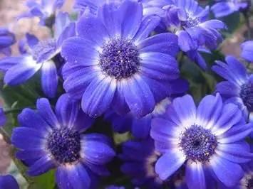 purple iberidifolia flower seeds