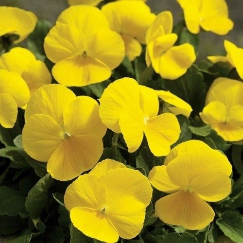 Gold Pansy Viola Tricolor Planting Flower Bed Flower Seeds Home Garden Planting, Fragrant