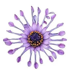 african mixed flower seeds