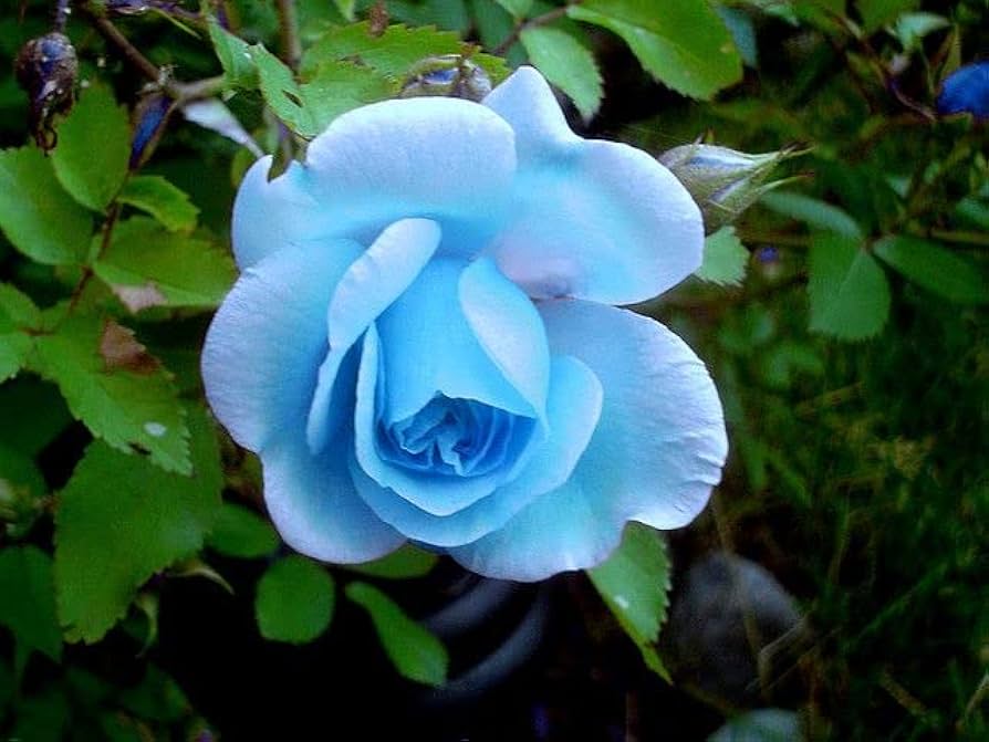 Sea Blue Rose Flower Seeds for Planting - 100 pcs