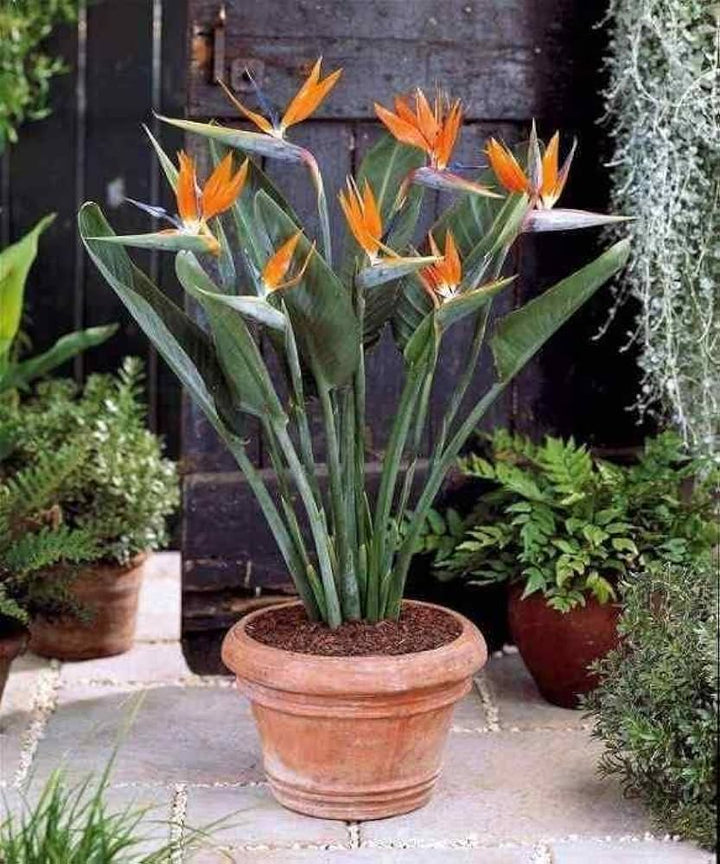 Paradise Flower Seeds for Planting – 100 pcs Heirloom Non-GMO High Germination Organic Garden Blooms