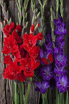 Flower Seeds, Seeds for Planting, Plant Seeds