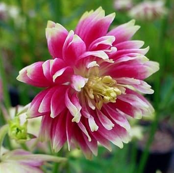 Flower Seeds, Seeds for Planting, Plant Seeds