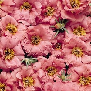Sundial Peach Portulaca Seeds for Planting