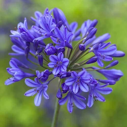 Lily Of The Nile Agapanthus Africanus Planting Ornamental Garden Flower Seeds Home