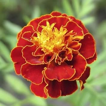 multi colored flower seeds