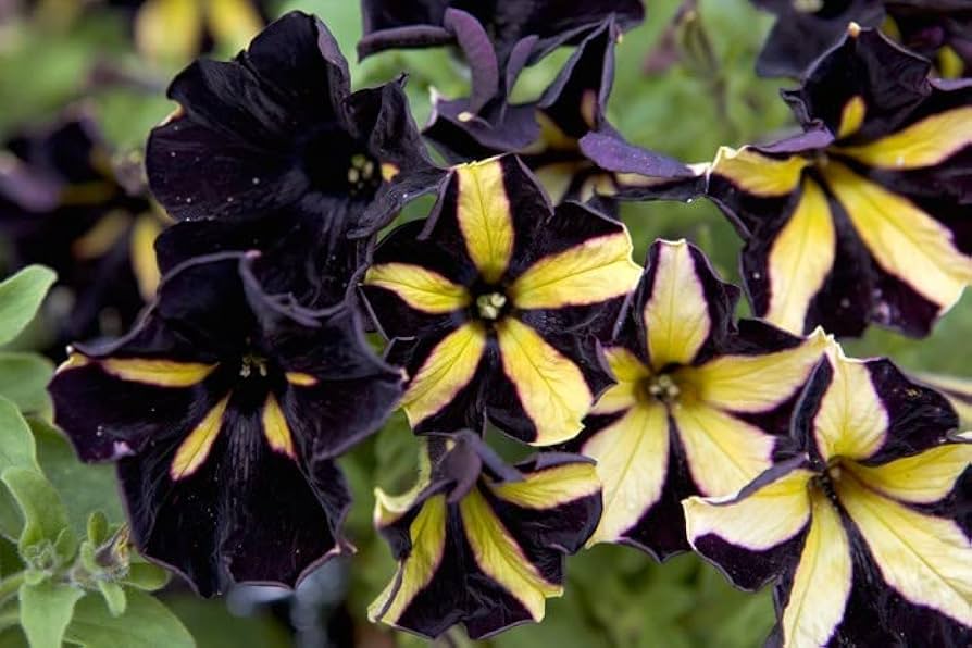 Sort Gul Petunia Blomsterfrø 100 stk