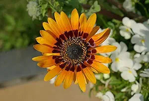 orange orange flower seeds