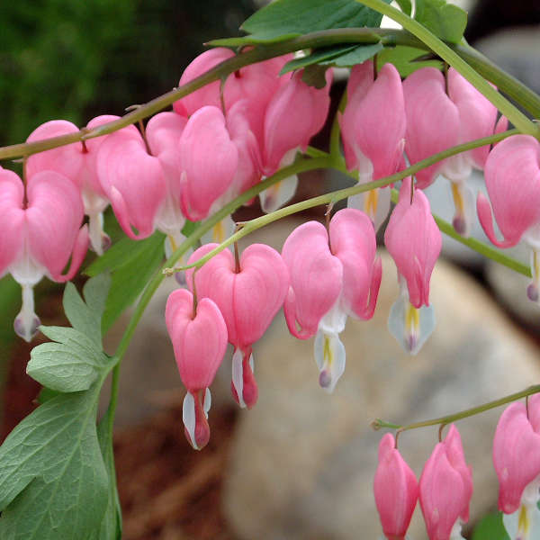 mexican creeper flower seeds