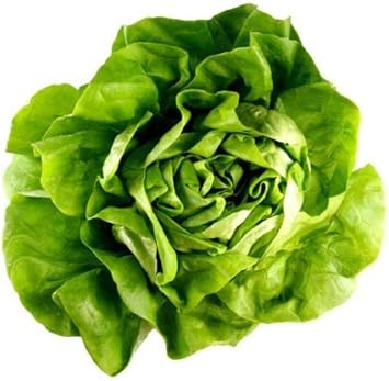 Green Bibb Seeds for Planting