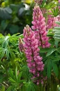pink lupine flower seeds