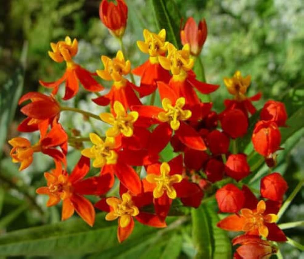 Asclepias Curassavica Flower Seeds for Planting - 100 pcs