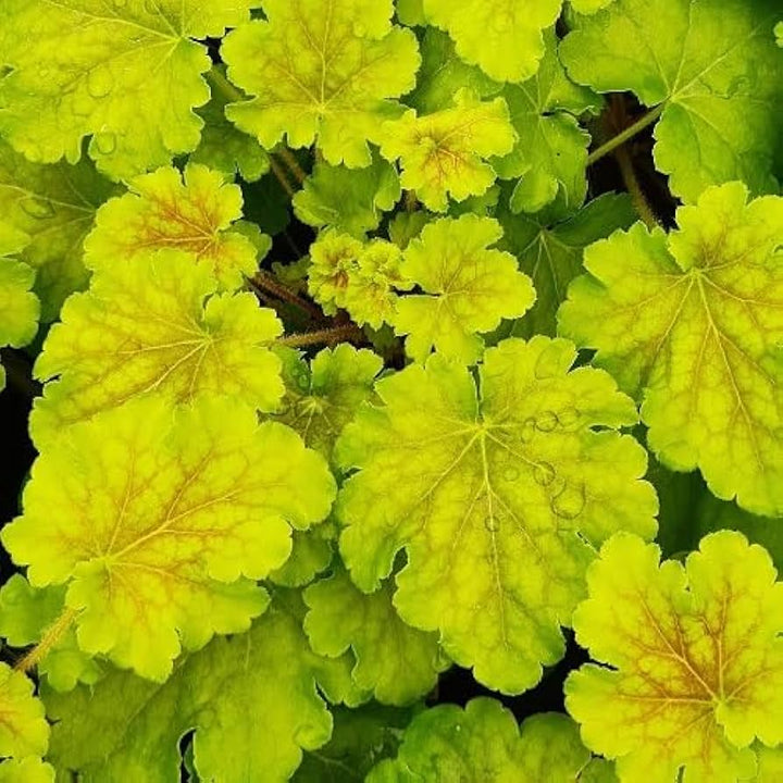 Friske Heuchera blomsterfrø til udplantning, gule 100 stk