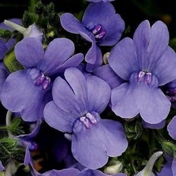 Flower Seeds, Seeds for Planting, Plant Seeds