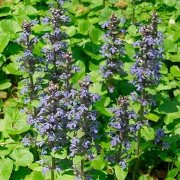 semillas flower flower seeds