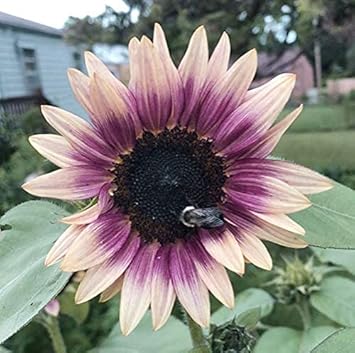 cream violet flower seeds