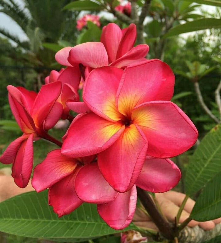 Heirloom Non-GMO Maroon Frangipani Flower Seeds for Planting – Exotic Fragrant Blooms Organic Garden Seeds