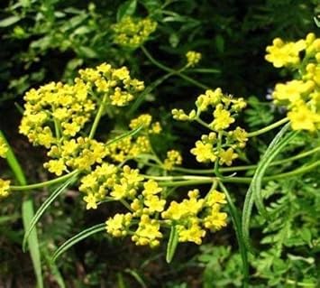 yellow thorowax flower seeds