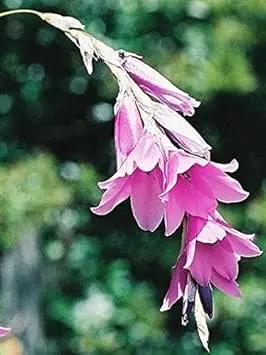 purple dierama flower seeds