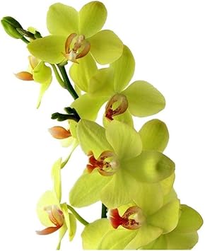 Flower Seeds, Seeds for Planting, Plant Seeds