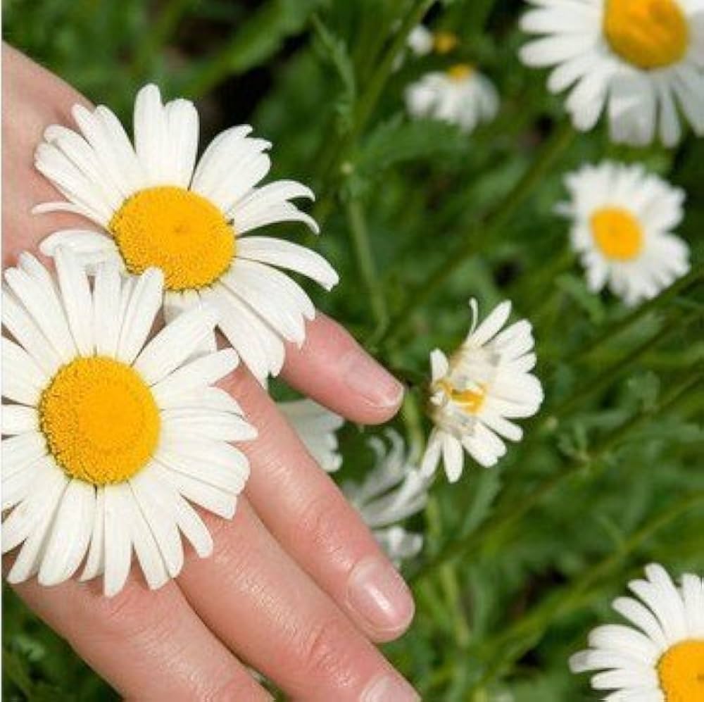 white chandramukhi flower seeds